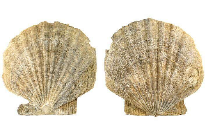 Miocene Fossil Scallop (Chesapecten) - Virginia #189126